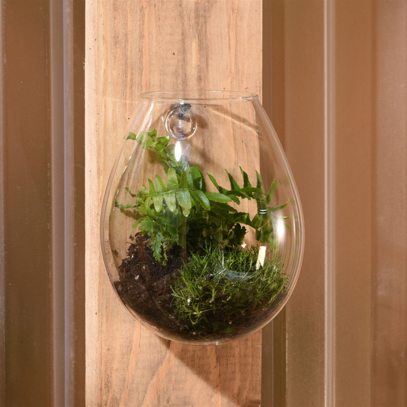 Terrarium en verre Jsoeph, H 5 po x l 3,25 po x P 4 po