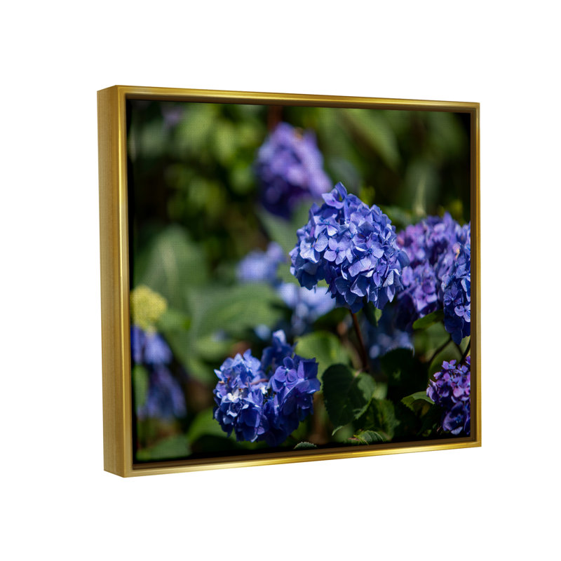 «Latitude Run® Hydrangea mauve, photographie encadrée sur toile flottante par Aaron Matheson, H 25 po x l 31 po x P 1,7 po