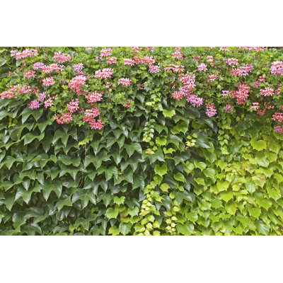 Mur vert avec fleur - photographie sur toile tendue