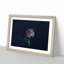 Dying Purple Rose - Picture Frame Graphic Art Print-55732648-55732652