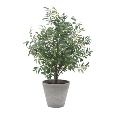 Uttermost Marisol olivier en pot
