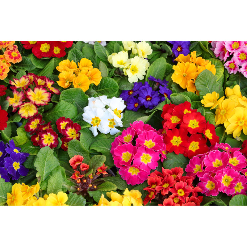 Colored Primroses by ChiccoDodiFC - Wrapped Canvas Print, 51cm H x 76cm W