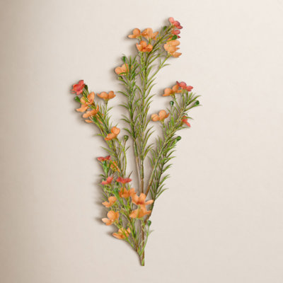 Audet Waxflower Stems