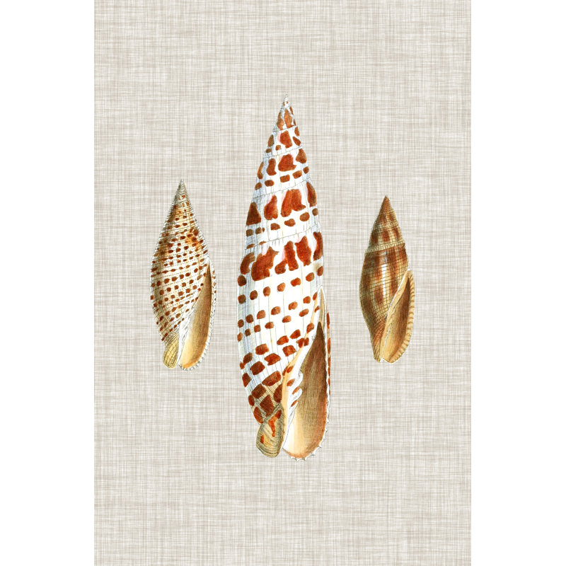 Antique Shells On Linen I by Vision Studio - Painting on Canvas, 46cm H x 30cm W, Wrapped Canvas