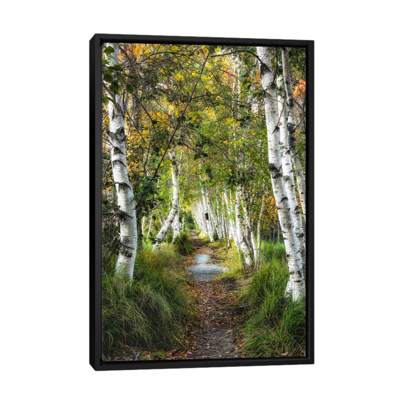 « bouleau path i », reproduction de photo sur toile, H 26 po x l 18 po x P 1,5 po, Toile avec cadre noir, Pas de tapis