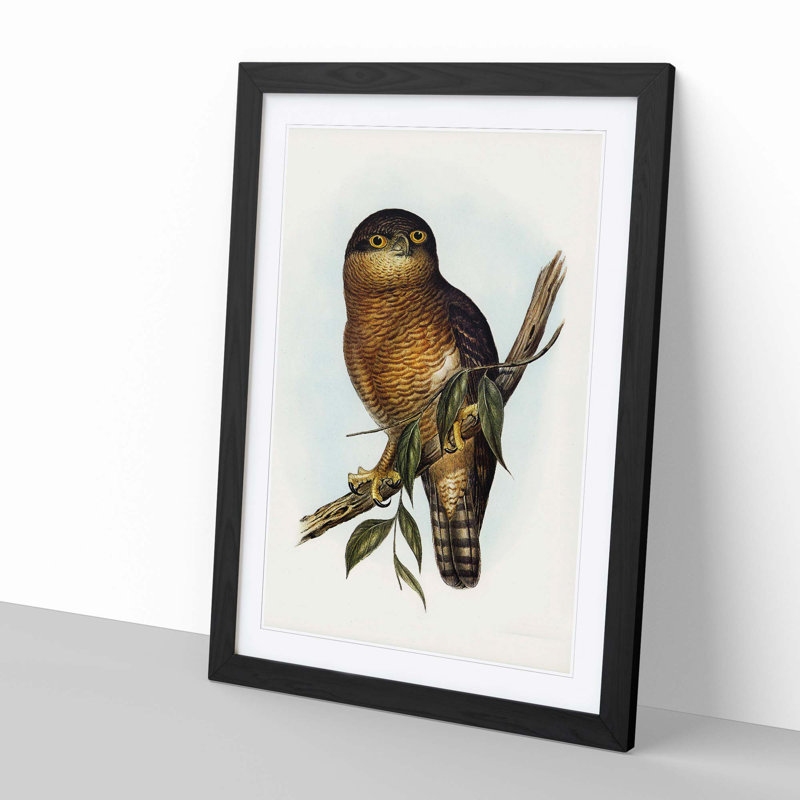Rufous Owl by Elizabeth Gould - Picture Frame Graphic Art Print, 60cm H x 40cm W x 2cm D, Black