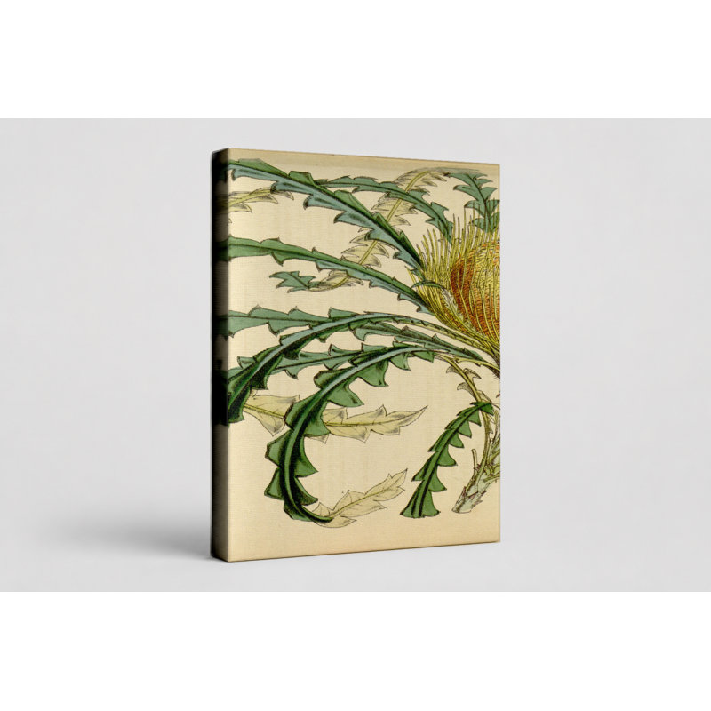Art mural sur toile Dryandra nilis - Plate 4633, 18" W x 12" H