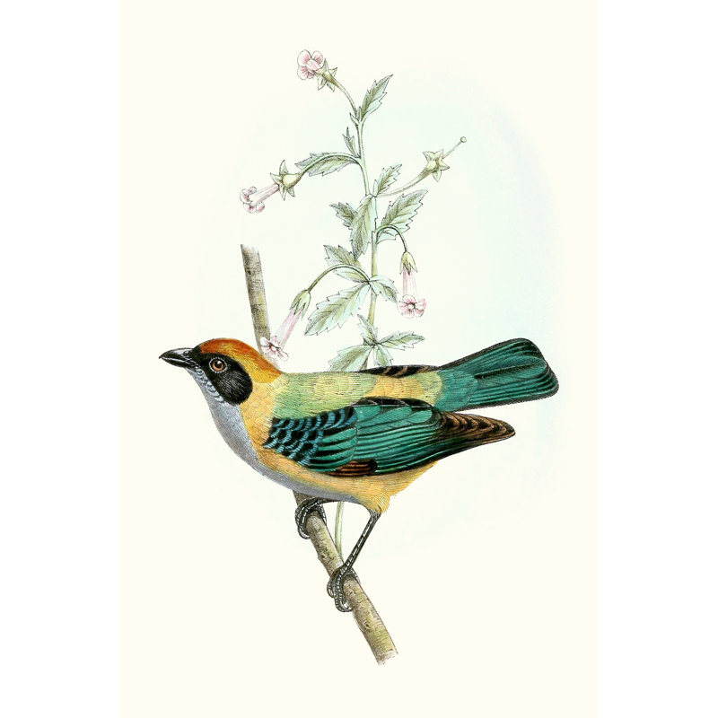 On Perch II - Painting Print, 46cm H x 30cm W, Wrapped Canvas