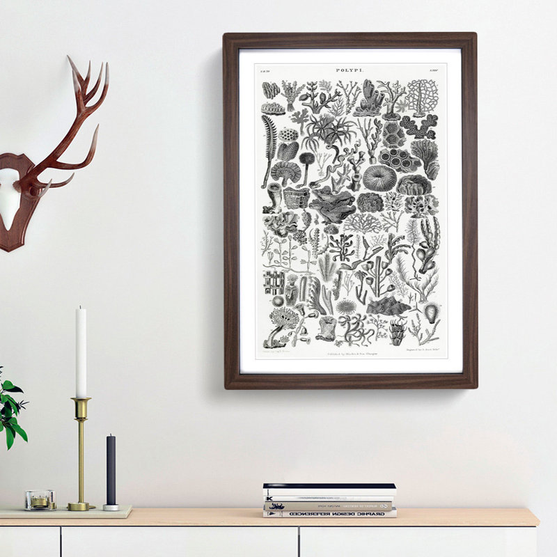 Coral Polyp Study by Oliver Goldsmith - Picture Frame Painting Print, Walnut Framed, 36cm H x 27cm W x 2cm D