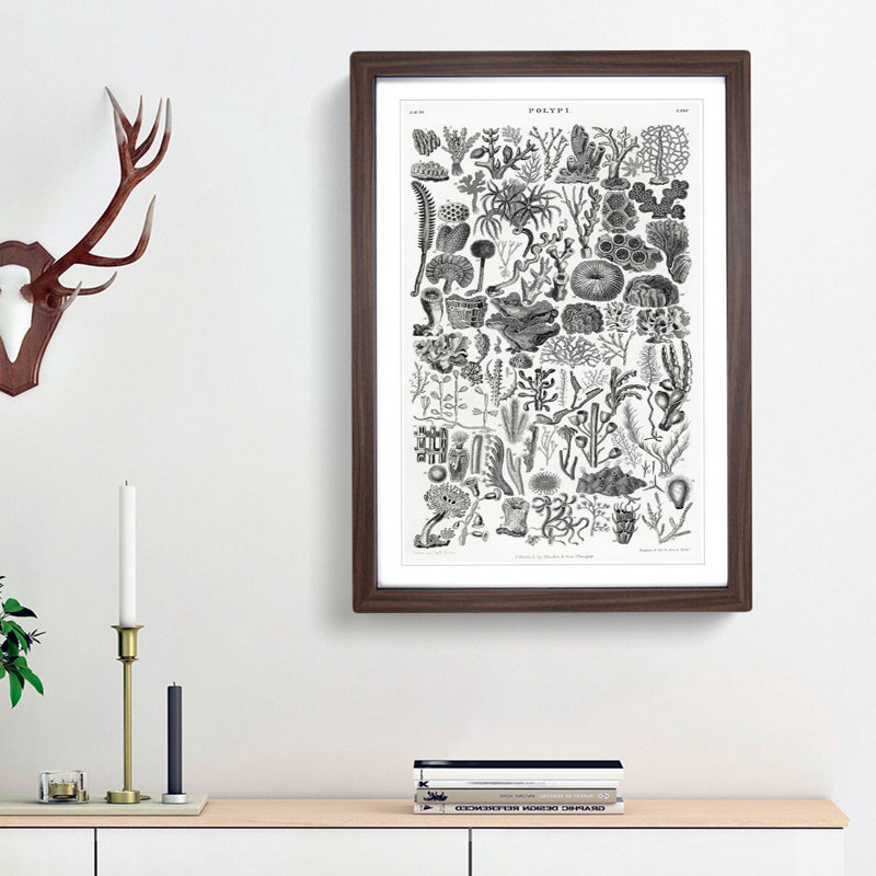 Coral Polyp Study by Oliver Goldsmith - Picture Frame Painting Print, 65cm H x 48cm W x 2cm D, Walnut Framed
