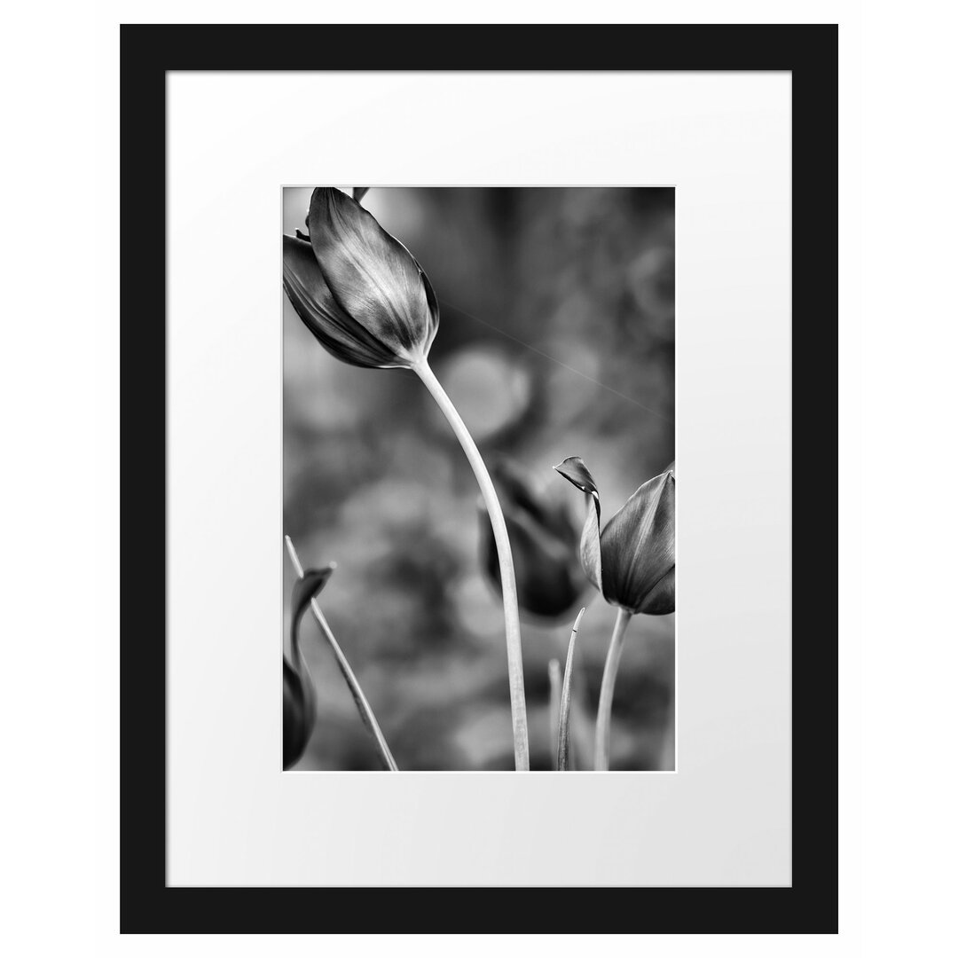 Gerahmtes Poster Tulpen im Abendlicht