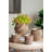 S/2 Brown Sand And Cement Planters With Woven Basket Design L:8X8X8" S:5.7X5.7X5.5"