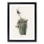 Marsh Wrens by John Audubon - Framed Print-55617422-55617423