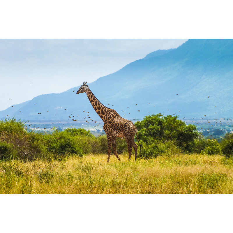 Giraffe (Kenya) - Wrapped Canvas Print, 81cm H x 122cm W x 3.8cm D
