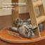 29.13 " H Cat Perch and Cat Post