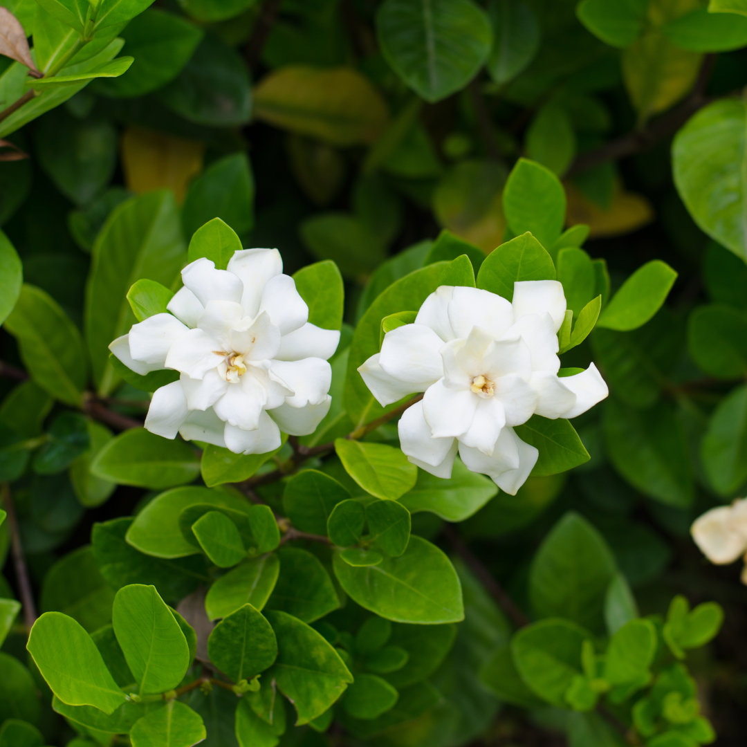 Craton Gardenia Jasminoides von Joloei - Kunstdrucke auf Leinwand