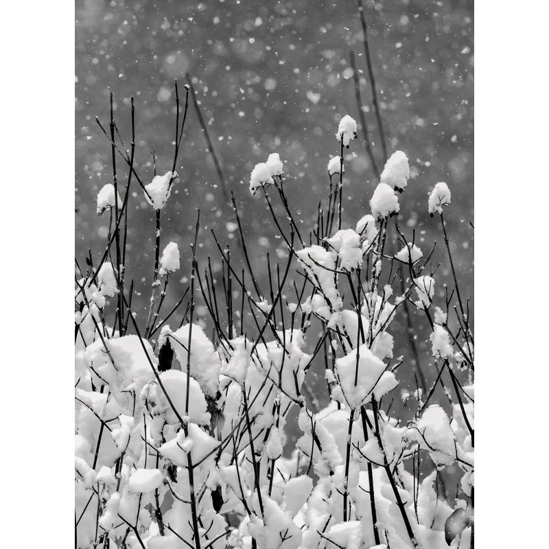 Wrapped Canvas Print, 76.2 cm H x 50.8 cm W