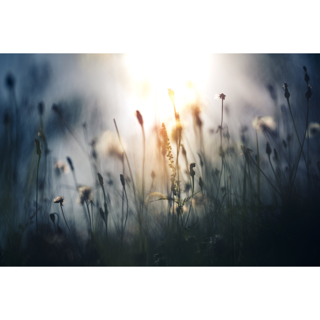 Morgenlicht auf dem Feld von Jeja - Leinwanddrucke auf Wrapped Canvas