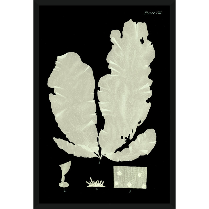 Seaweed Diagram II Framed