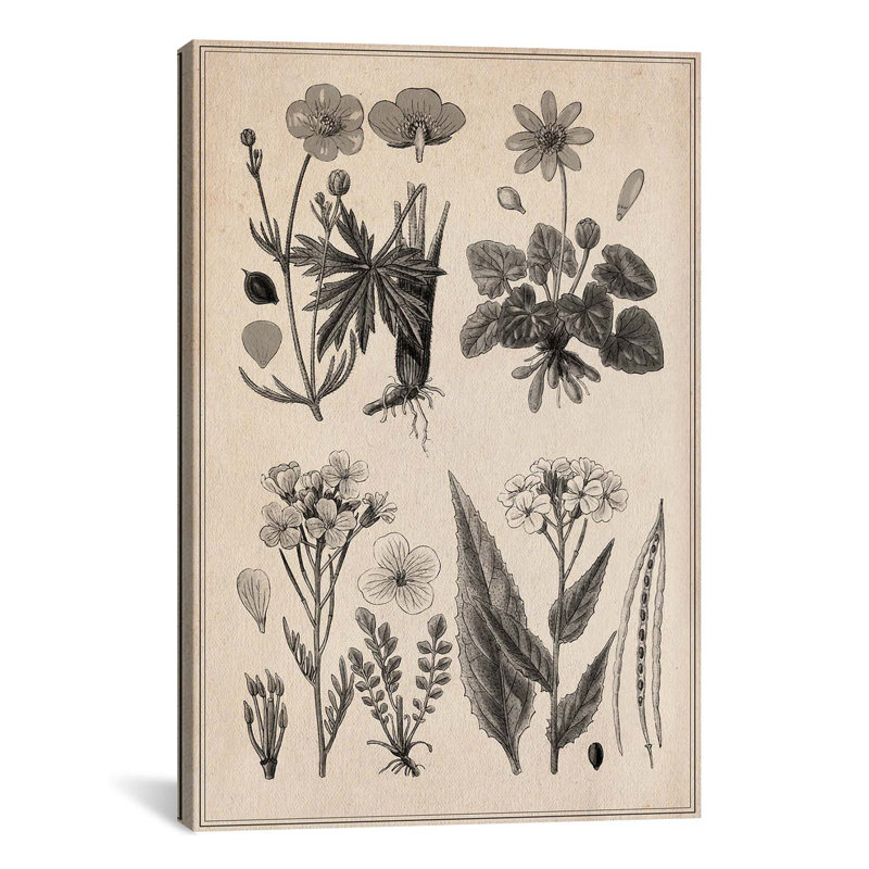«New British Herbal Sketch», impression sur toile, H 24 po x l 16 po x P 1 po, Papier d'art encadré noir, Blanc