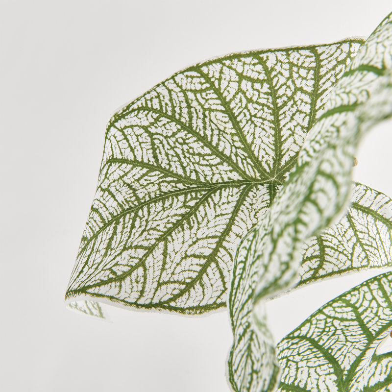 Caladium Spiller Stem
