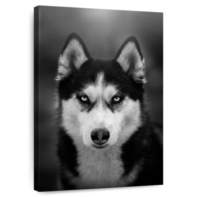 Brampt Serious Siberian Husky