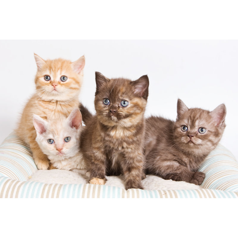 Kitten - Wrapped Canvas Print, 30cm H x 46cm W x 3.8cm D