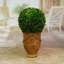 Boxwood Topiary in Wood Urn