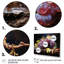 Fruits, raisins royaux Vineyard IV - fruits, art mural-621557774