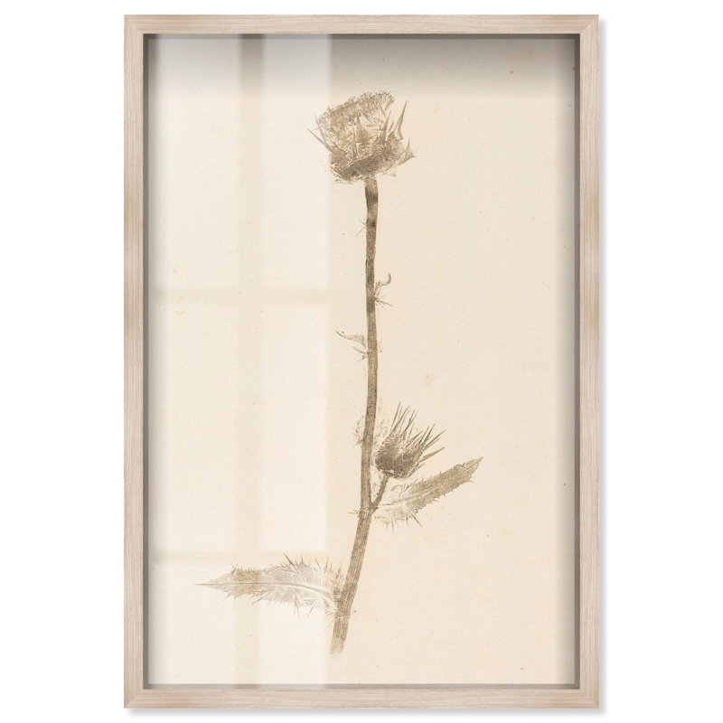 Art botanique Austere Beauty Shadowbox par Art Remedy, H 16 po x l 11 po, Crème, crème