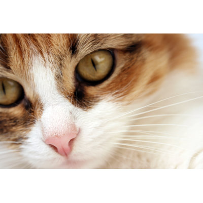 Chat par Mashabuba