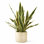  Lifelike Snake Plant In Planter, 7" Dia & 27.5" Tall