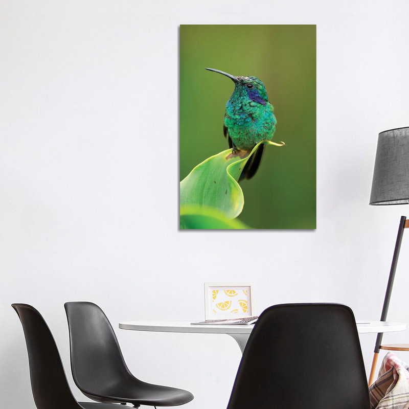 Green Violet-Ear Hummingbird Perched On Leaf, Costa Rica by Thomas Marent - Wrapped Canvas Print