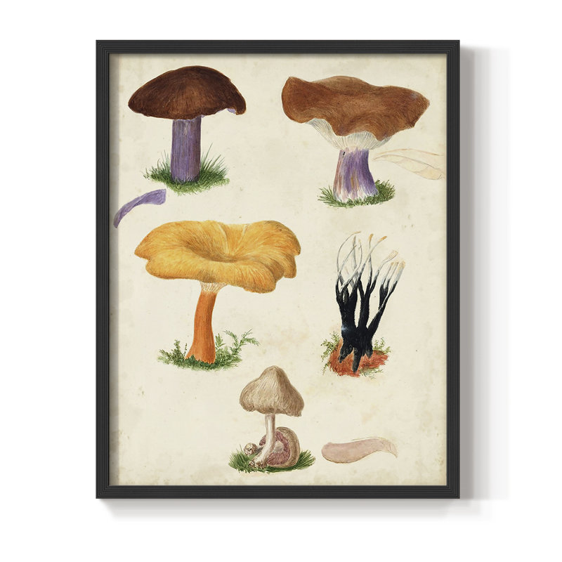 Reproduction encadrée Mushroom Species VII - bois massif, Noir, H 28 po x l 22 po
