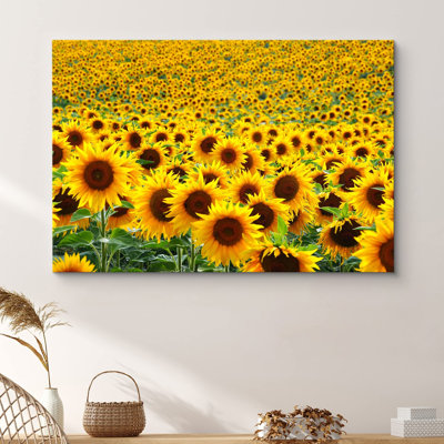 Tournesol «Centaines de tournesols dans des plantes de plein champ» sur toile