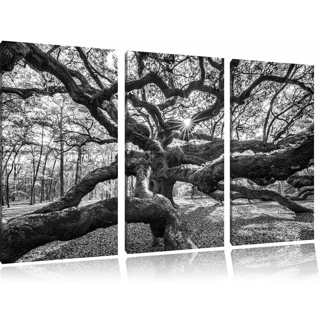 3-tlg. Leinwandbilder-Set „Gigantisch verzweigter Baum“, Fotodruck