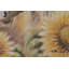 Hand-painted acrylic painting Blooming Freedom