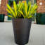 Pot à fleurs Pro Series Curve Thirty-28209133