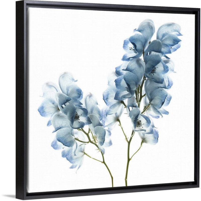 «Gorgeous Blue II», reproduction d'art sur toile, Cadre flottant noir, H 25,7 po x l 25,7 po x P 1,75 po
