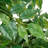 67”Faux Ficus Tree In Pot For Home Decor,Faux Plant