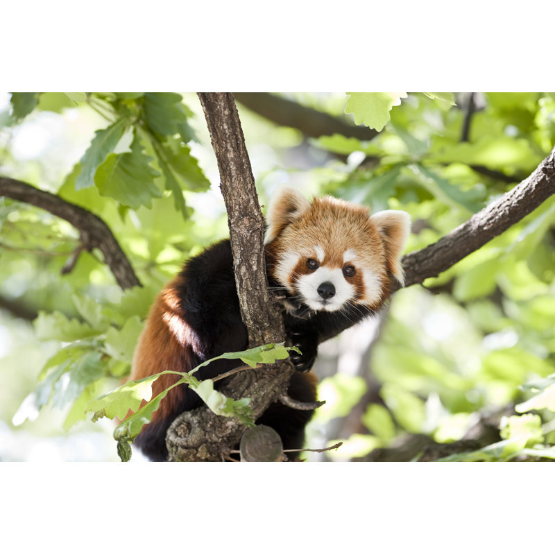 Panda rouge - photographie sur toile tendue, L 12 po x H 8 po
