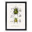 Beetle Illustrations PL.5 by Charles D'Orbigny Framed Print-55543935-55543939