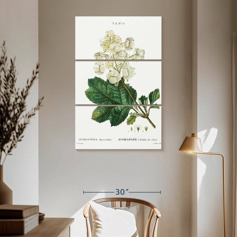 Keiri Oakleaf Hydrangea, 65" H x 42" W