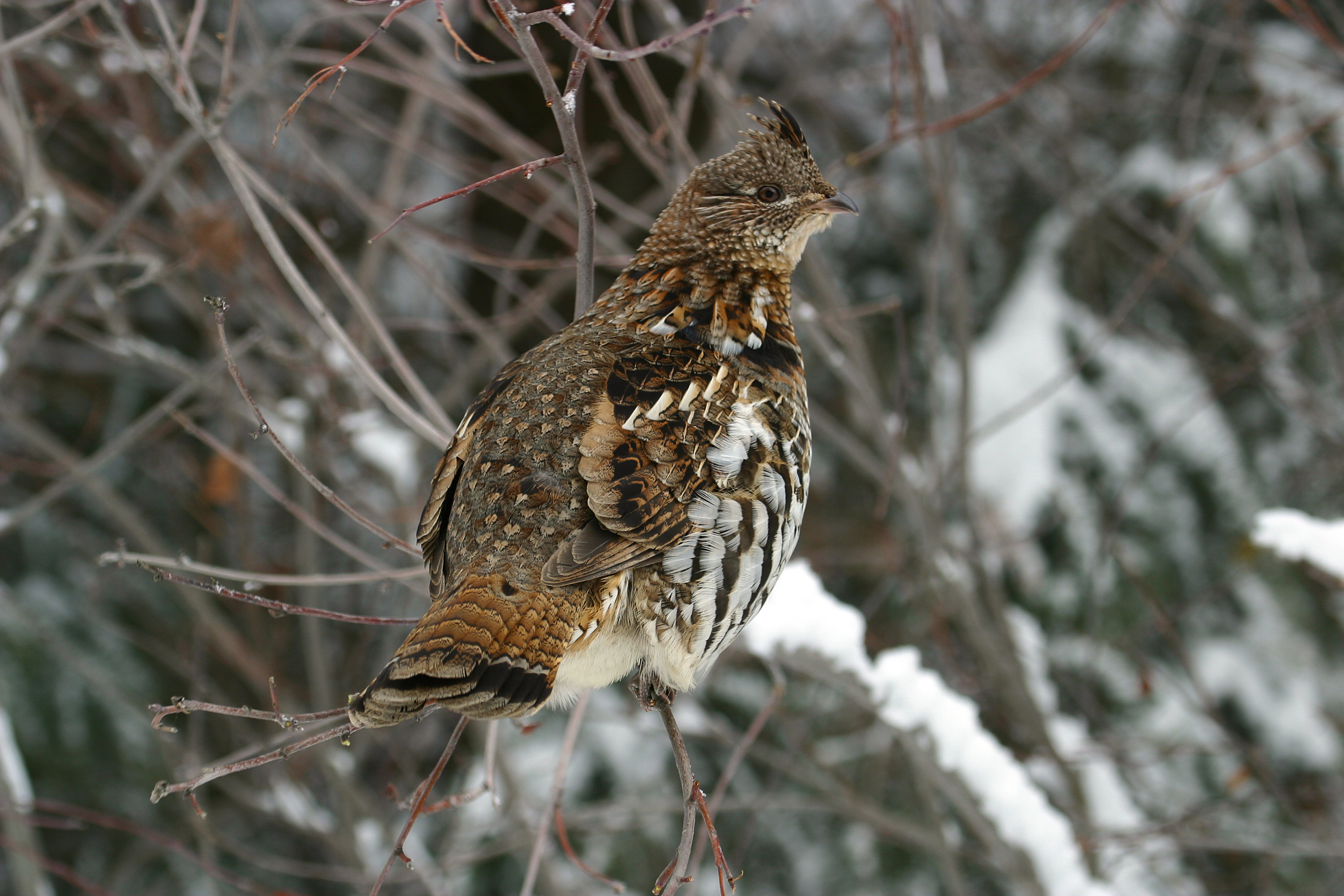 Ebern Designs Ruffed Grouse - Wayfair Canada