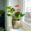 Live Anthurium Plant in Gold Pot