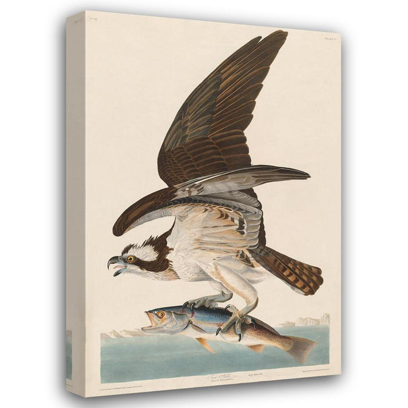 «Lark Manor» Audubon, John James Gallery, art sur toile tendue: Fish Hawk, ou Osprey, H 40 po x l 28 po