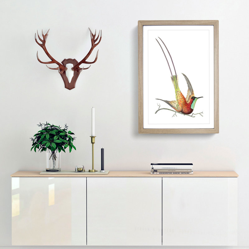 Long-Tailed Hummingbird by George Shaw - Picture Frame Painting Print, 48cm H x 36cm W x 2cm D, Oak Framed