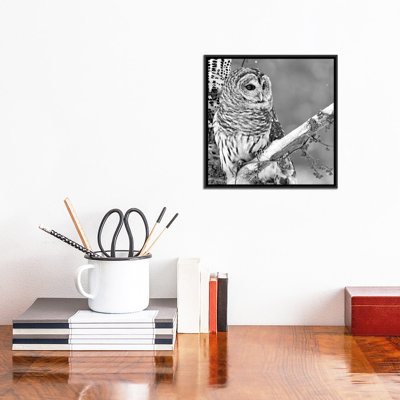 " White Owl " by PhotoINC Studio