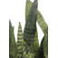27" Potted Snake Plant - Natural-2116599304