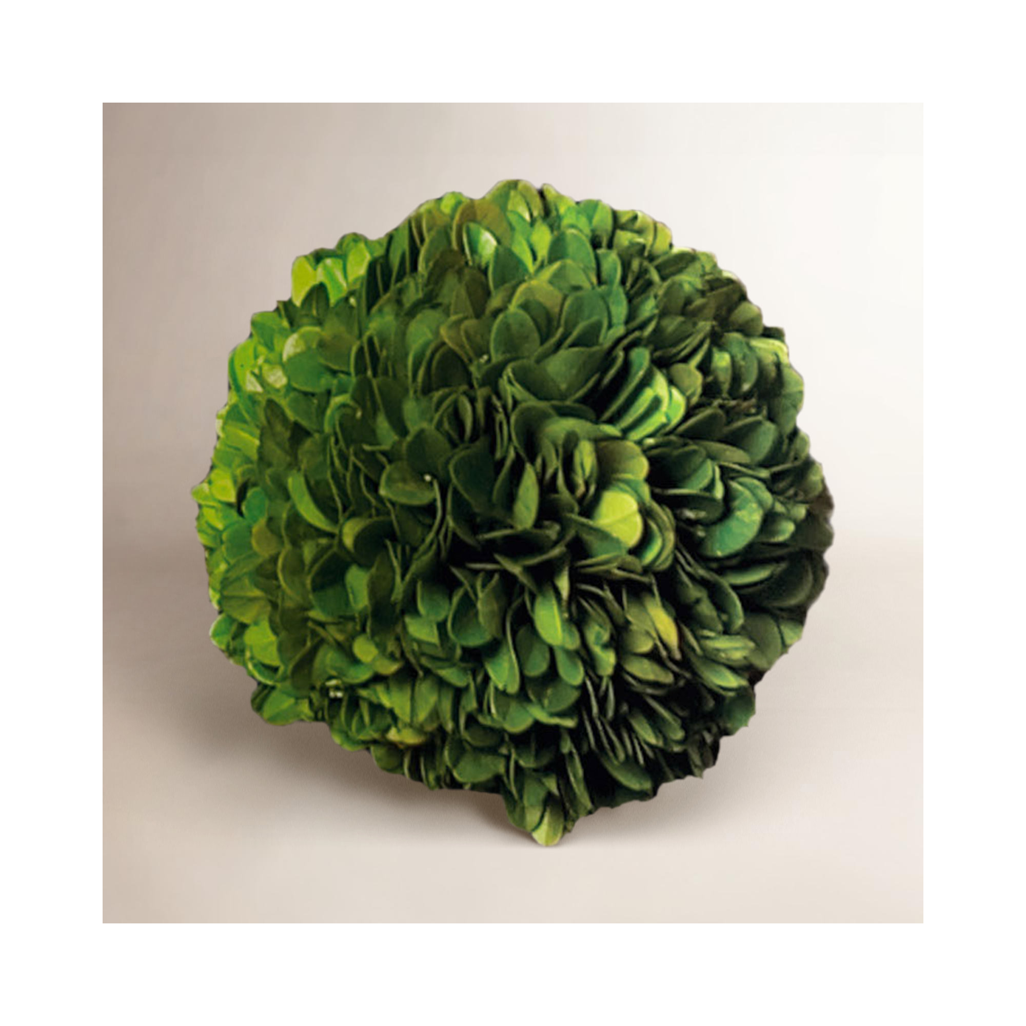 Alby Boxwood, 4" H X 4" W X 4" D